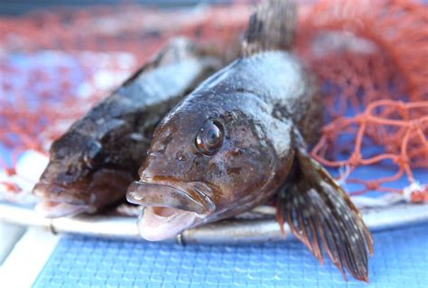 愛魚|アイナメ【鮎魚女、鮎並】魚の生態・海水編 